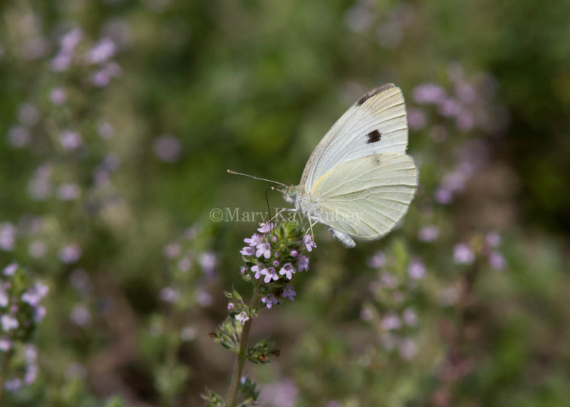 Cabbage White female _MG_3858.jpg