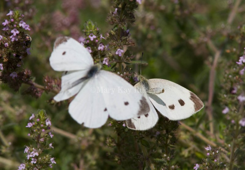 Cabbage White courtship _MG_3814.jpg