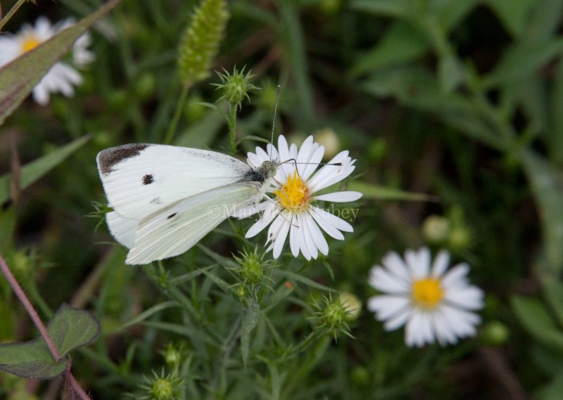 Cabbage White _11R2210.jpg