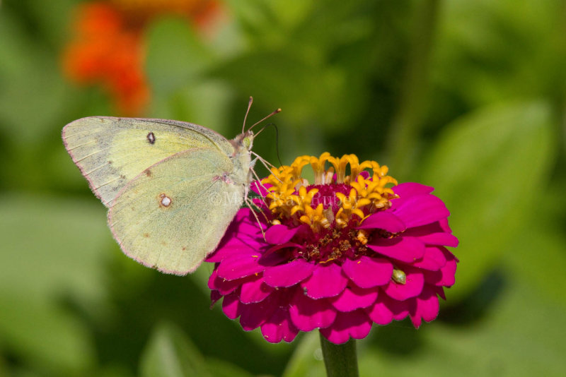 Clouded Sulphur female _MG_1253.jpg