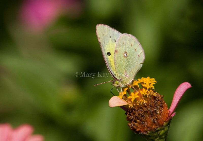 Clouded Sulphur _S9S9095.jpg