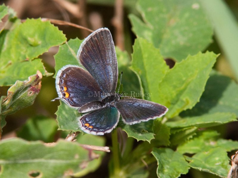  Eastern Tailed-Blue female _I9I0790.jpg