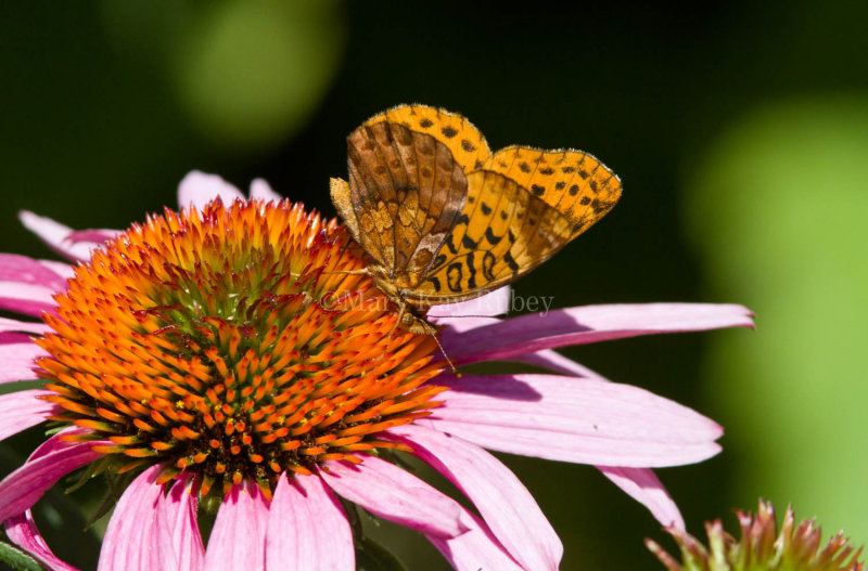 Meadow Fritillary _MG_6726.jpg