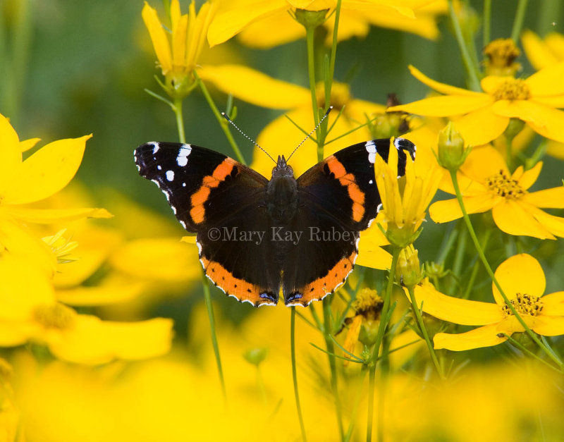 Red Admiral _S9S9123.jpg