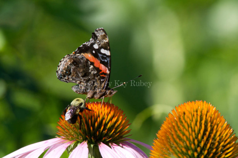 _Red Admiral _MG_8538.jpg