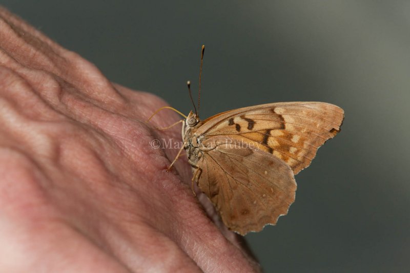 Tawny Emperor _11R2038.jpg