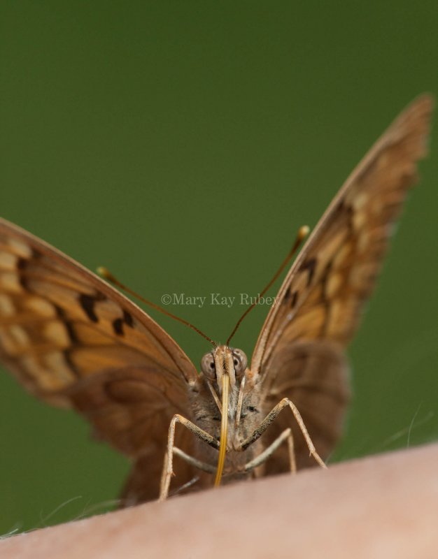 Tawny Emperor _11R2062.jpg