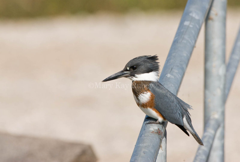 Belted Kingfisher _I9I1666.jpg