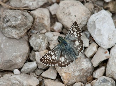 Common Checkered-Skipper _11R2536.jpg