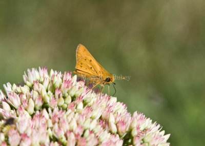 Fiery Skipper _MG_0572.jpg