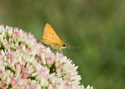 Fiery Skipper _MG_0574.jpg