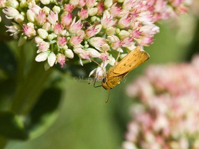 Fiery Skipper _MG_0599.jpg