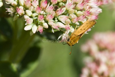 Fiery Skipper _MG_0601.jpg