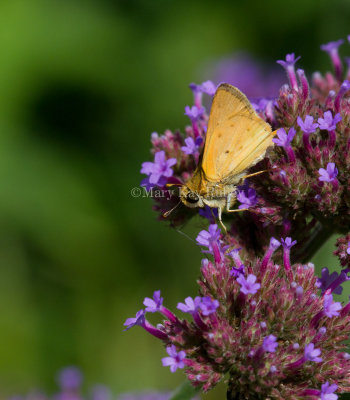 Fiery Skipper _MG_1609.jpg