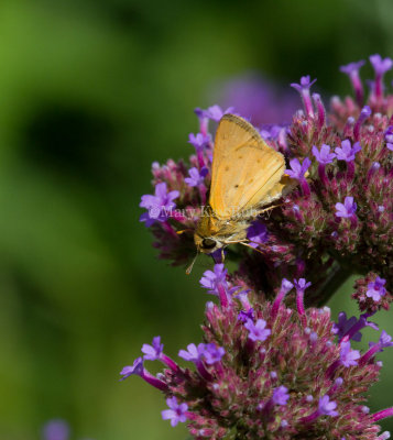 Fiery Skipper _MG_1610.jpg