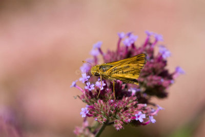 Fiery Skipper _MG_2718.jpg