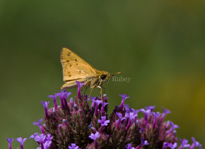 Fiery Skipper _MG_5114.jpg