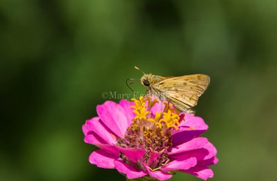 Fiery Skipper _MG_5393.jpg