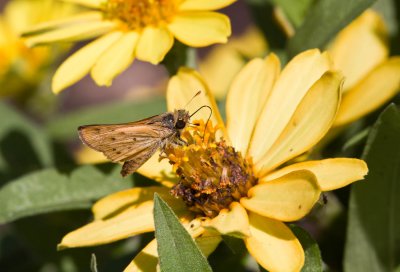 Fiery Skipper _MG_5898.jpg