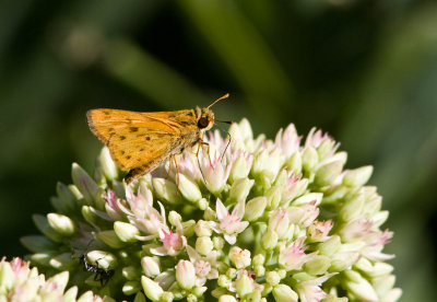 Fiery Skipper _MG_8939.jpg