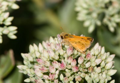 Fiery Skipper _MG_8961.jpg