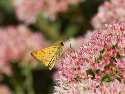 Fiery Skipper _MG_9293.jpg