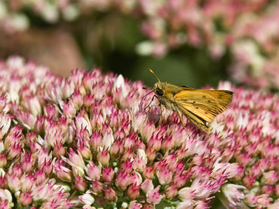 Fiery Skipper _MG_9614.jpg