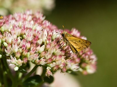 Fiery Skipper _MG_9709.jpg