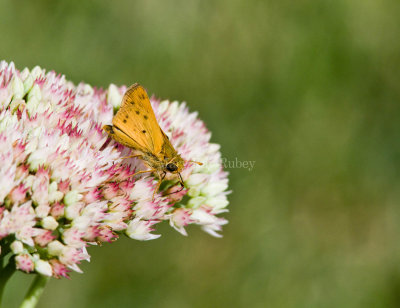 Fiery Skipper _MG_9797.jpg