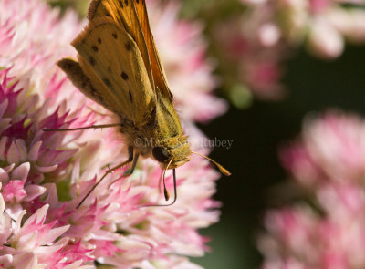 Fiery Skipper _MG_9222 (2).jpg