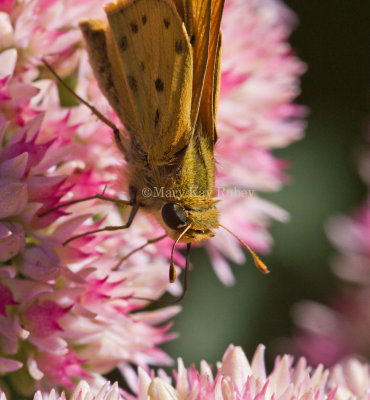 Fiery Skipper _MG_9224.jpg