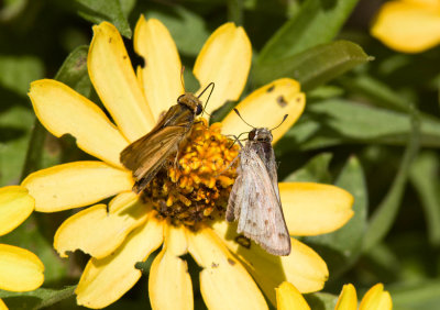 Fiery Skipper female leucistic _MG_0753.jpg