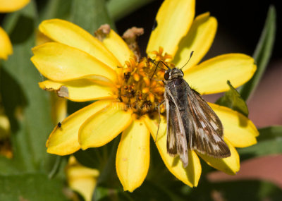 Fiery Skipper female leucistic _MG_0811.jpg