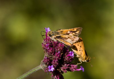 Fiery Skipper pairs or mating