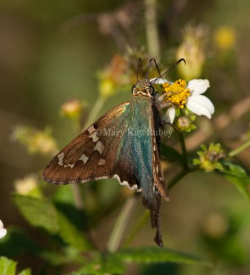 Long-tailed Skipper (Urbanus proteus)