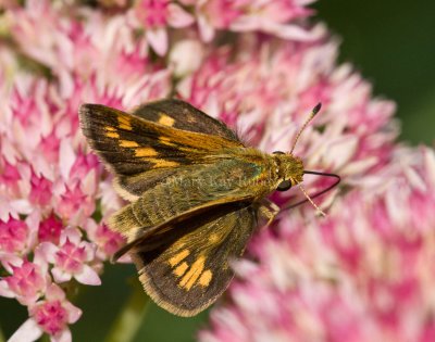 Female Peck's Skipper Gallery (Polites peckius)