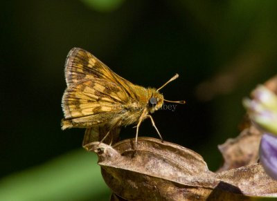 Peck's Skipper _MG_1199.jpg