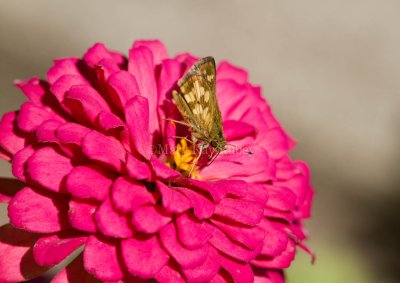 Peck's Skipper _MG_1243.jpg