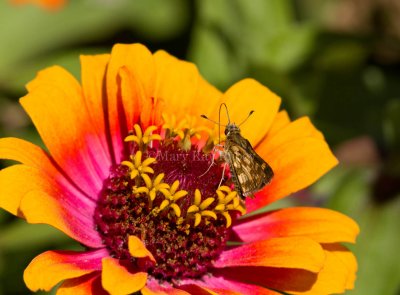 Peck's Skipper _MG_2889.jpg