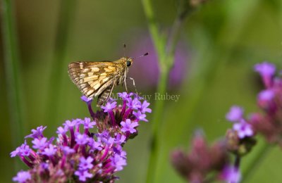 Peck's Skipper _MG_5138.jpg