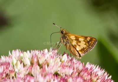 Peck's Skipper _MG_9698.jpg