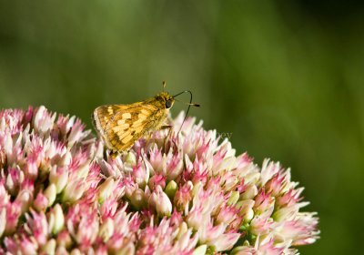 Peck's Skipper _MG_9881.jpg