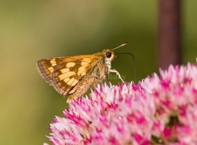 Peck's Skipper _MG_9923 (2).jpg