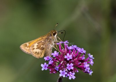 Sachem Females  (Atalopedes campestris)