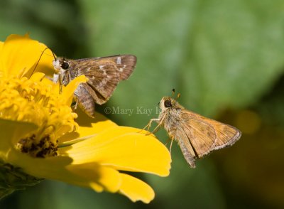 Sachem Pairs  (Atalopedes campestris)