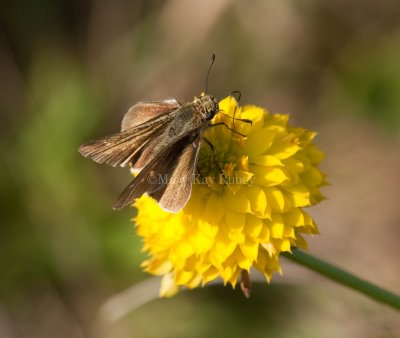 Salt Marsh Skipper _I9I0680.jpg
