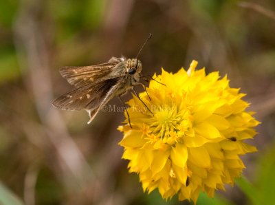 Salt Marsh Skipper _I9I0697.jpg