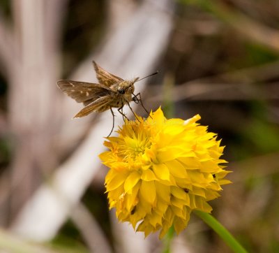 Salt Marsh Skipper _I9I0702.jpg