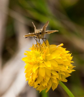 Salt Marsh Skipper _I9I0704.jpg