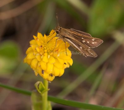 Salt Marsh Skipper _I9I0737.jpg